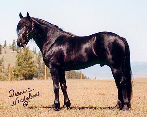 South Forty Prince Fonzie, 1996 Canadian Horse stallion